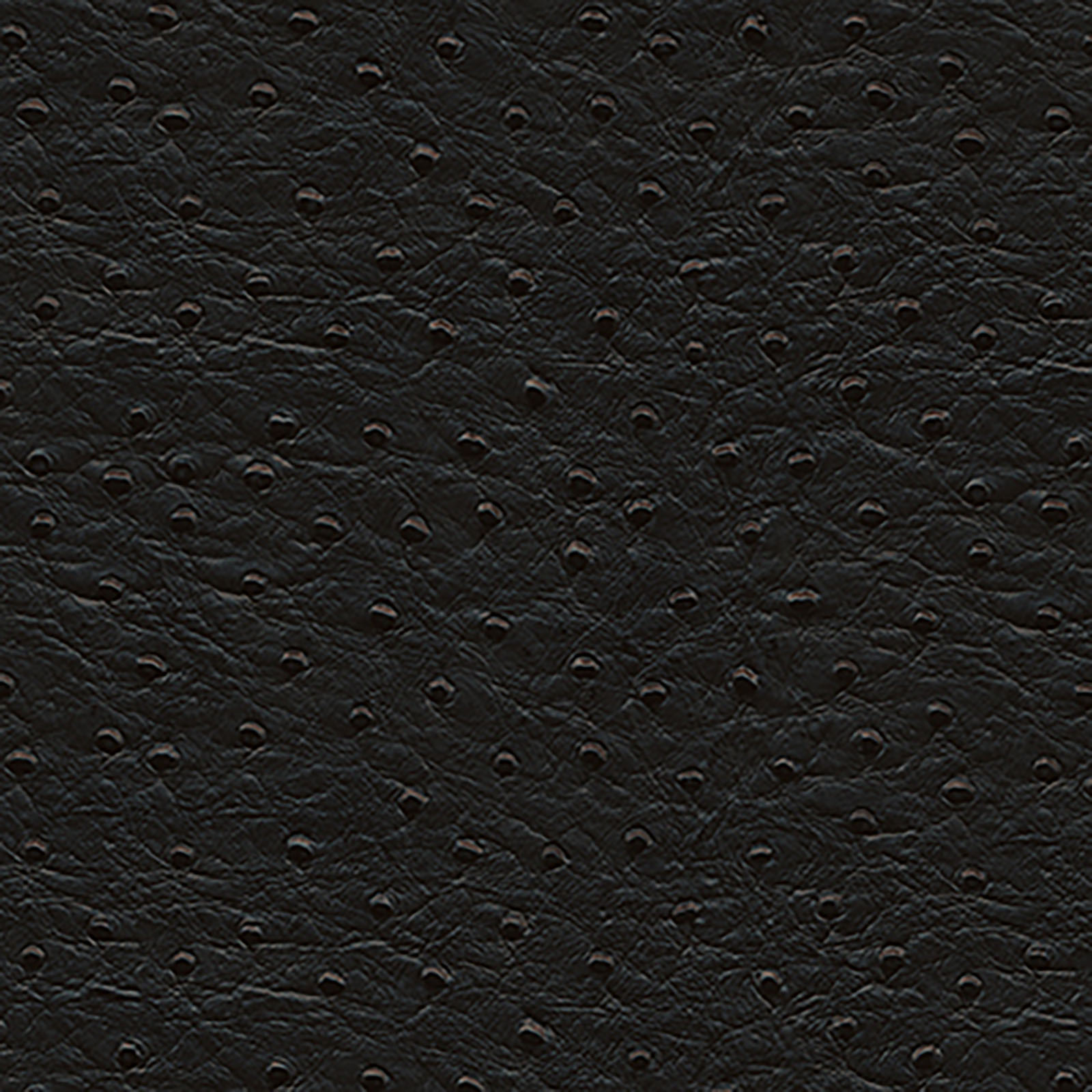 Harmony - Phoenix - Black
