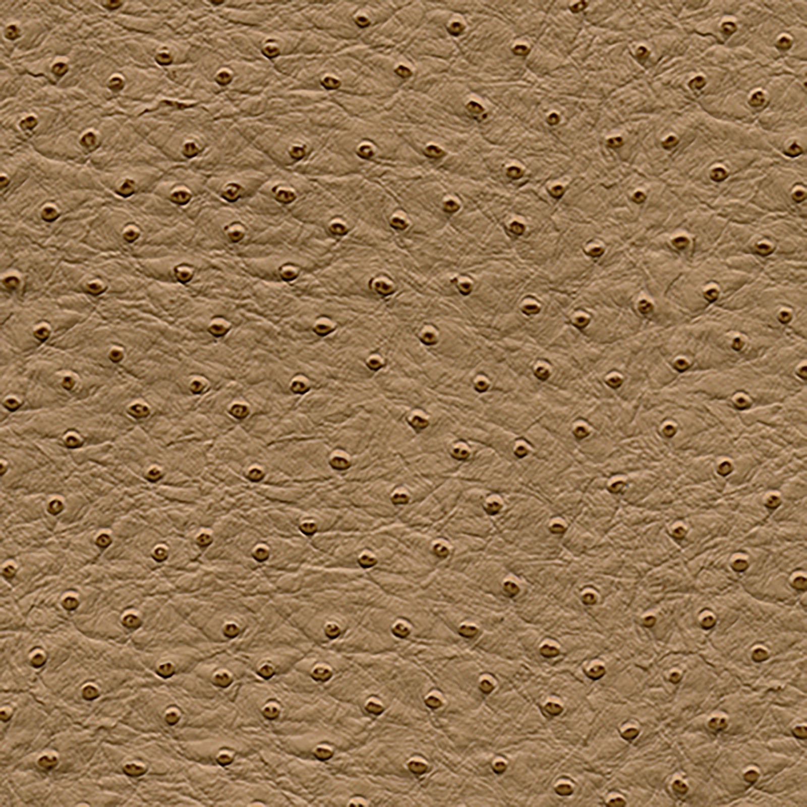 Harmony - Phoenix - Cornsilk