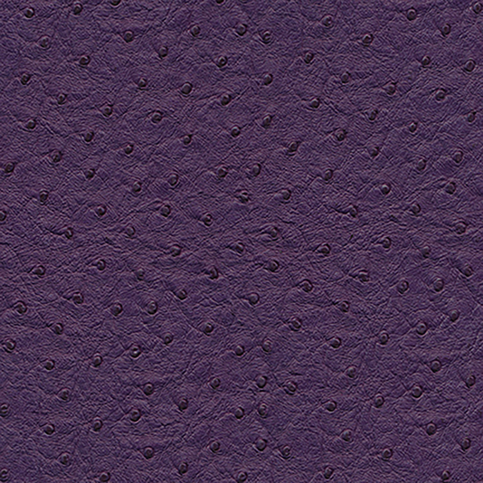 Harmony - Phoenix - Purple