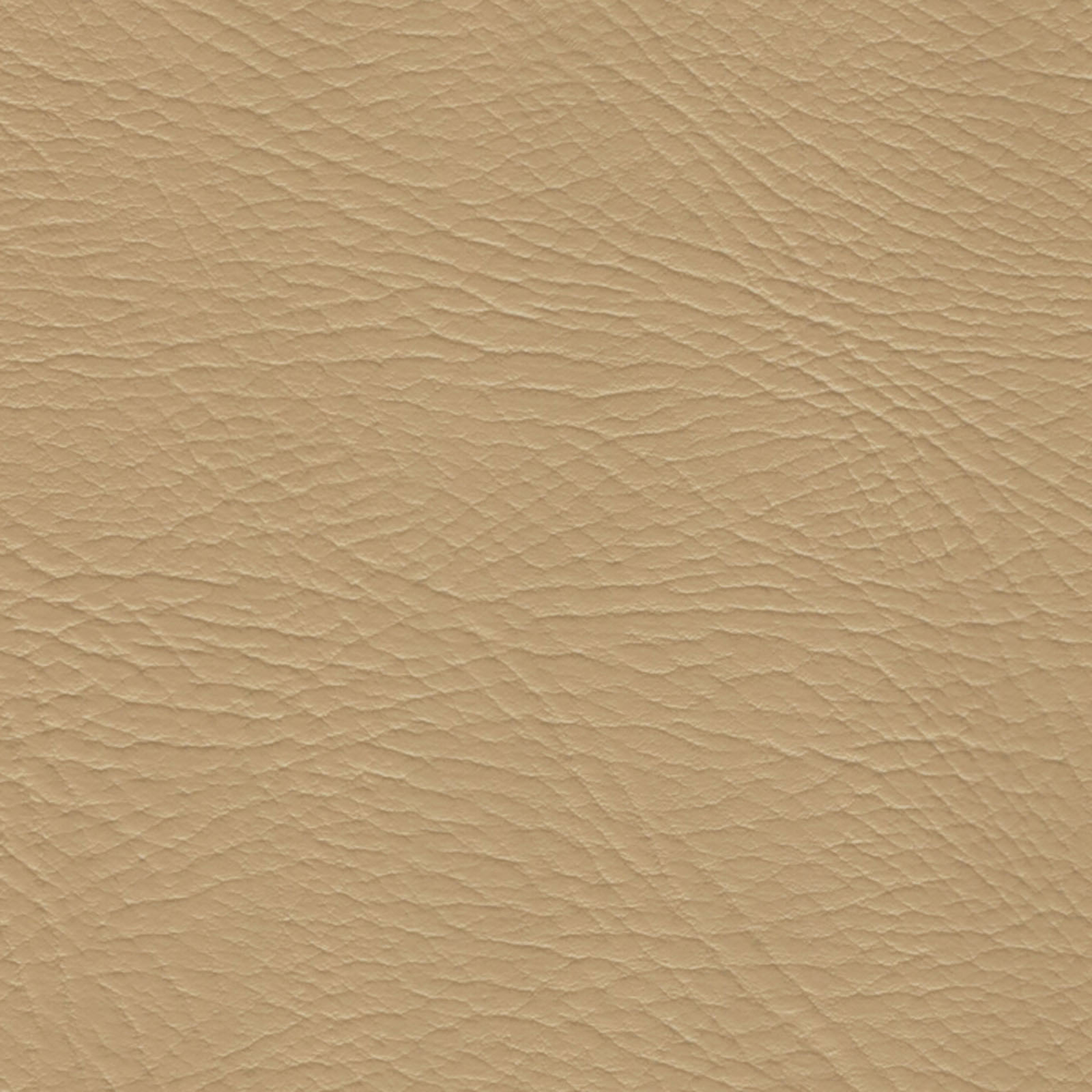 Pegasus - PEG-1616 - Sand Dollar